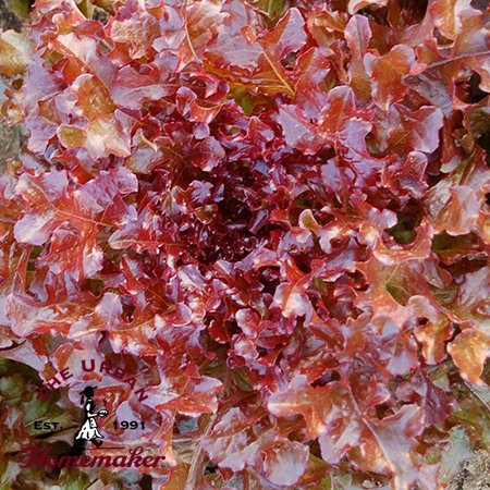 Red Salad Bowl Lettuce - Certified Organic