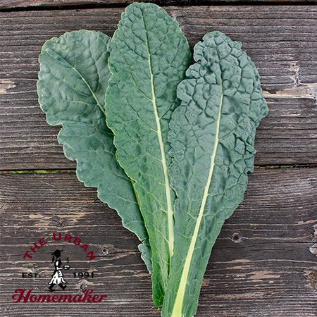 Lacinato Dinosaur Kale - Certified Organic