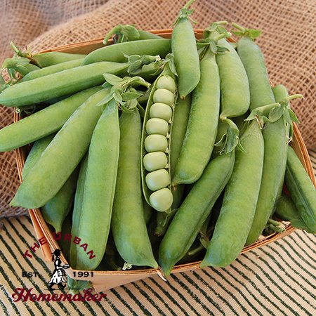 Laxton's Progress #9 Shell Pea - Certified Organic