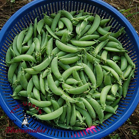 Cascadia Snap Pea - Certified Organic - NON GMO