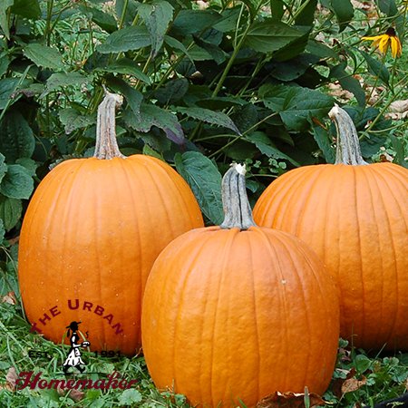 Howden Pumpkin - Certified Organic