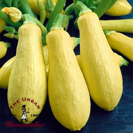 Success Yellow Straight Neck Squash - Certified Organic