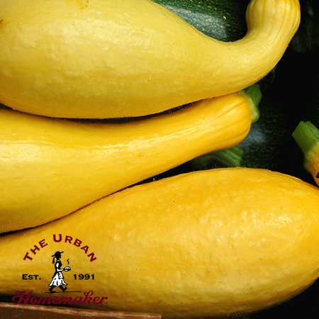 Yellow Crookneck Summer Squash - Certified Organic