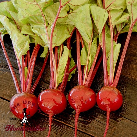 Detroit Dark Red Beet - Certified Organic