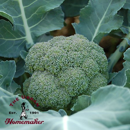 Belstar Broccoli - Certified Organic - NON GMO