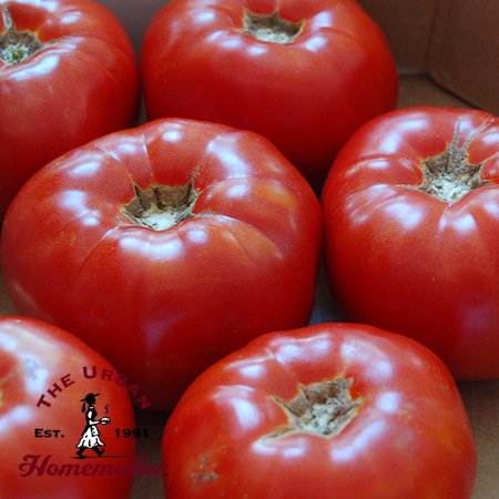 Moskvich Tomato - Certified Organic