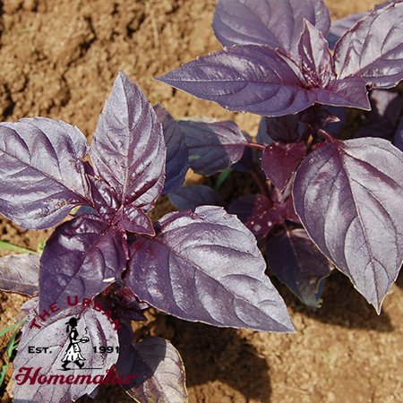 Rosie Basil - Certified Organic