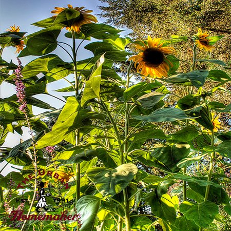 Mammoth Sunflower - Certified Organic