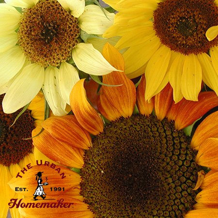 Evening Colors Sunflower - Certified Organic
