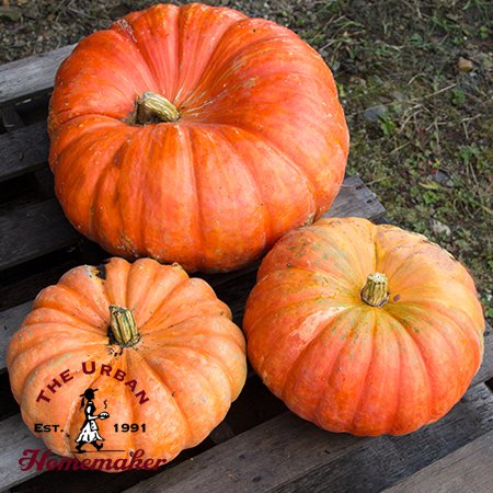 Cinderella Pumpkin -Certified Organic-NON GMO