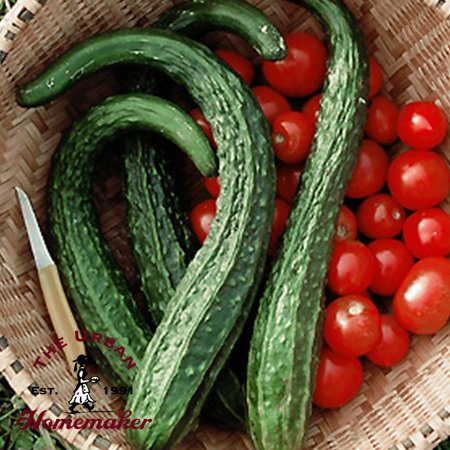 Suyo Long Cucumber -Certified Organic-