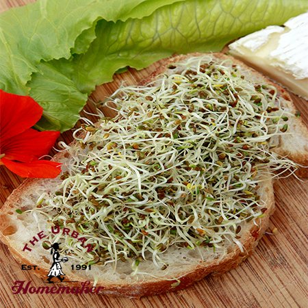 Alfalfa Sprouting Seeds-Organic-