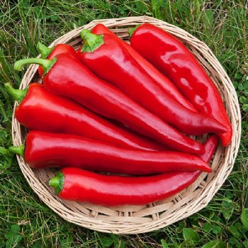 Corno di Toro Sweet Pepper - Certified Organic - NON GMO