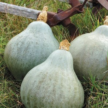 Baby Blue Hubbard Winter Squash - Certified Organic - NON GMO