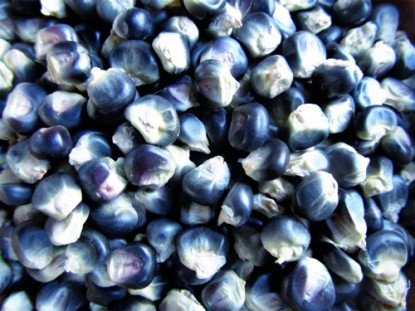 Organic Blue Corn