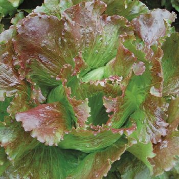 Magenta Lettuce - Certified Organic