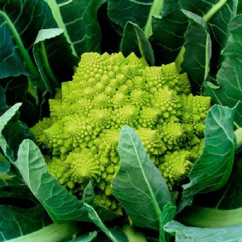 Veronica Romanesco Cauliflower