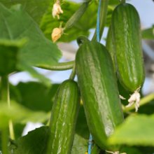 Cucumbers