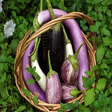 Eggplant