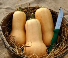 Winter Squash 