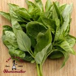  Genovese Basil - Certified Organic