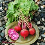 Guardsmark Chioggia Beets - Certified Organic