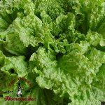 Black Seeded Simpson Lettuce - Certified Organic