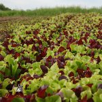 Gourmet Lettuce Blend - Certified Organic