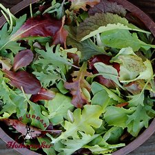 Mesclun Blend - Certified Organic