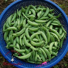 Cascadia Snap Pea - Certified Organic