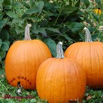 Howden Pumpkin - Ce...