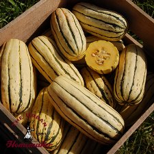 Delicata Winter Squash - Certified Organic