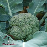 Belstar Broccoli - Certified Organic