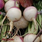 Purple Top Globe Turnip - Certified Organic