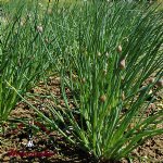 Chives - Certified Organic