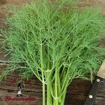 Bouquet Dill - Certified Organic