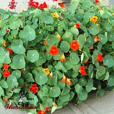 Nasturtium Blend - Certified Organic