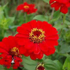 Red Scarlet Zinnia - Certified Organic