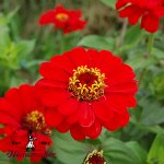 Red Scarlet Zinnia - Certified Organic