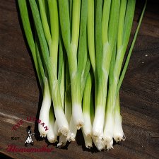 Parade Bunching Onion - Certified Organic