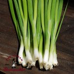 Parade Bunching Onion - Certified Organic