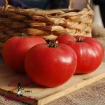 Rose De Berne Tomato -Certified Organic-