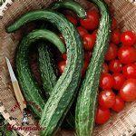 Suyo Long Cucumber -Certified Organic-