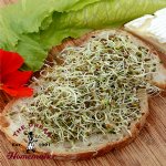 Alfalfa Sprouting Seeds-Organic-