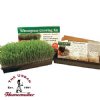 Handy Pantry Wheatgrass Growing Kit
