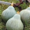 Baby Blue Hubbard Winter Squash