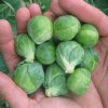Dagan Brussels Sprouts - Certified Organic