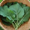 Champion Collard Greens