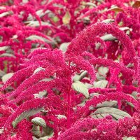 Garnet Red Amaranth