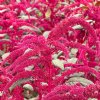 Garnet Red Amaranth